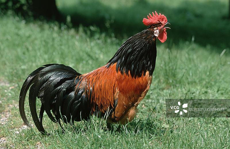 德国欧洲的家禽公鸡啼叫图片素材