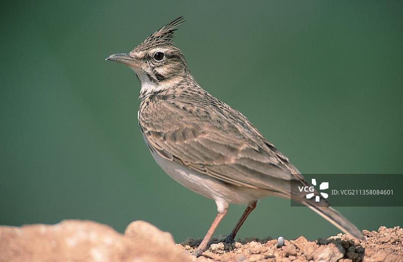 凤头百灵，以色列，亚洲图片素材