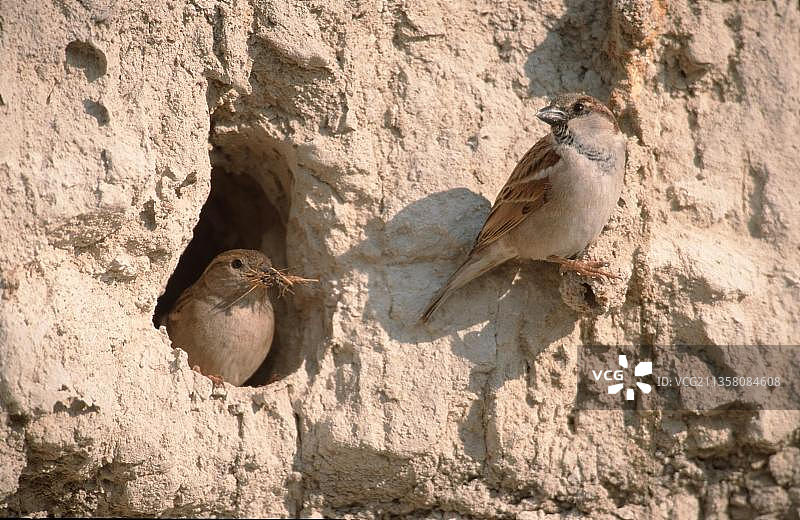 一对在亚洲以色列沙坡上繁殖的家麻雀图片素材