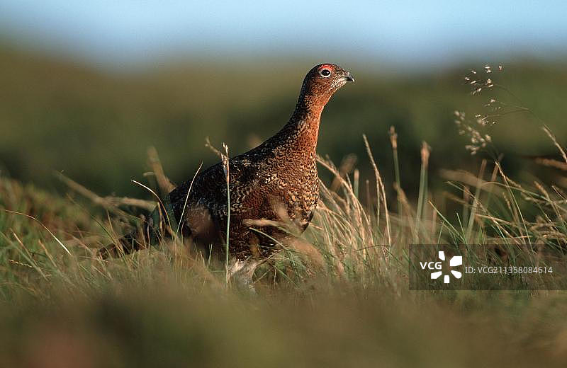 苏格兰雄性柳雷鸟图片素材