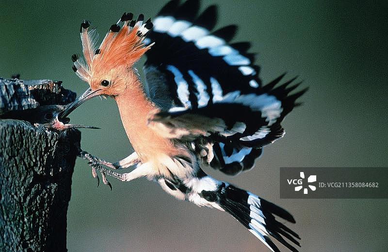戴胜鸟喂食幼鸟，西班牙多南那国家公园图片素材