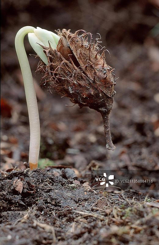 山毛榉树苗，欧洲下萨克森和巴伐利亚（植物）（山毛榉科）（壳斗科）（春季），德国，欧洲图片素材