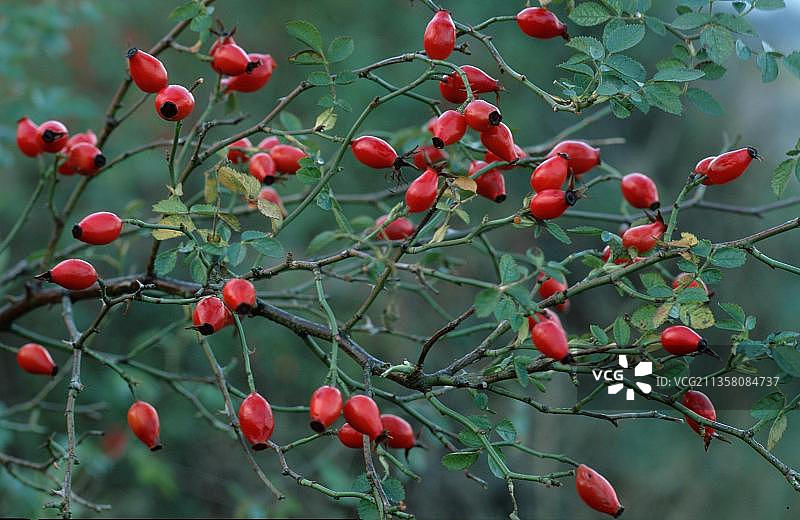 德国黑森州，带霜冻的犬蔷薇果，欧洲，植物（灌木），蔷薇科，霜冻，红色景观图片素材