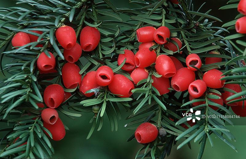 欧洲红豆杉灌木浆果景观图片素材
