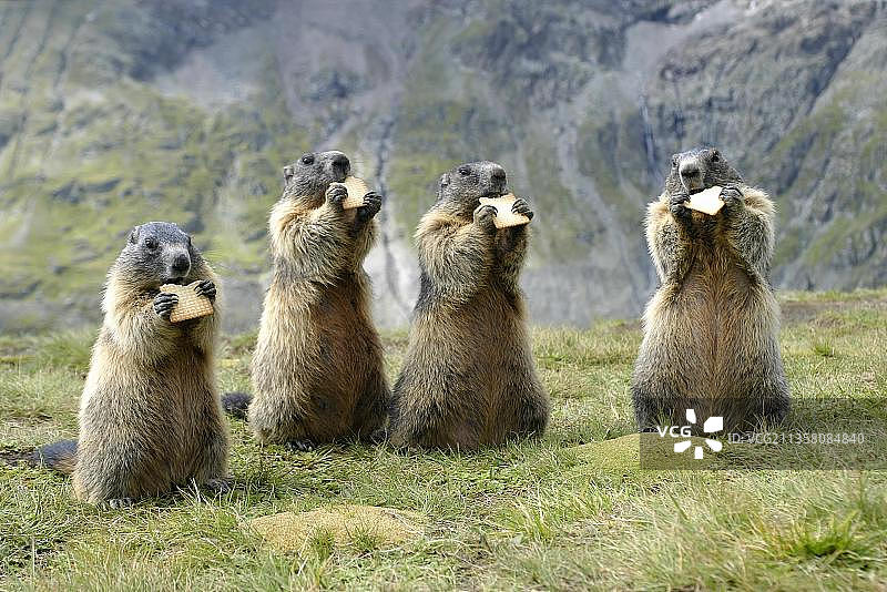 高山旱獭在奥地利大格洛克纳山国家公园吃饼干图片素材