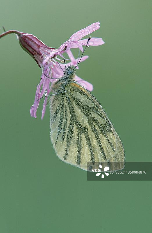欧洲德国绿脉白蝶与库克灯笼花图片素材