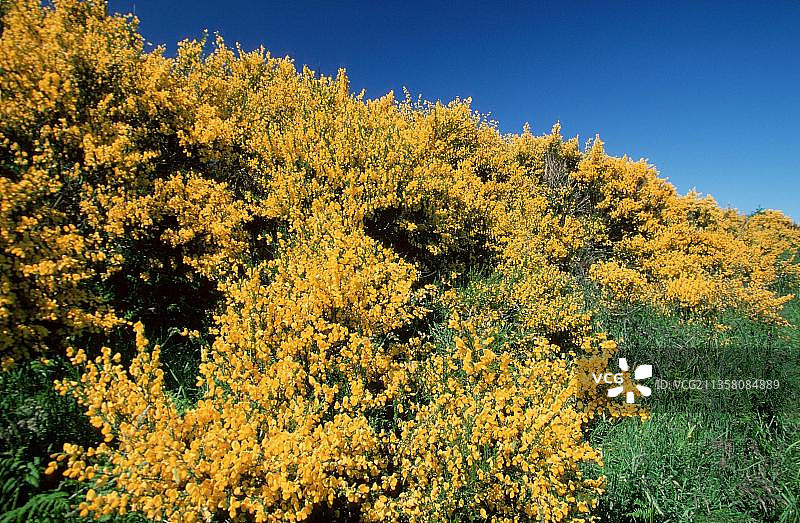 金雀花，苏格兰图片素材