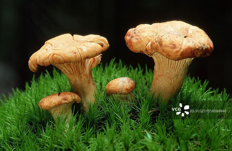 德国下萨克森金黄喇叭菌图片素材