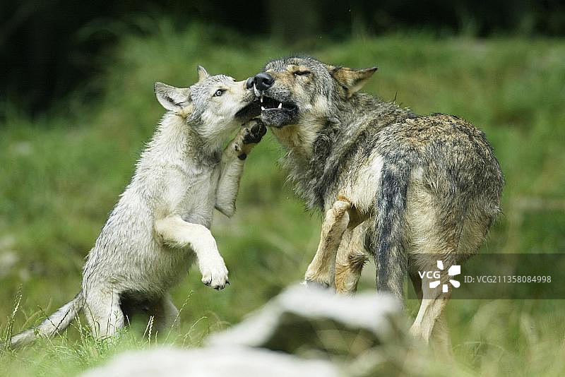 带着幼崽的母狼（灰狼）图片素材