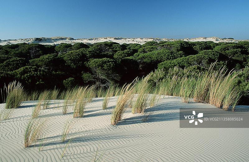 西班牙安达卢西亚科托多尼亚的流沙，景观，横幅，西班牙，欧洲图片素材