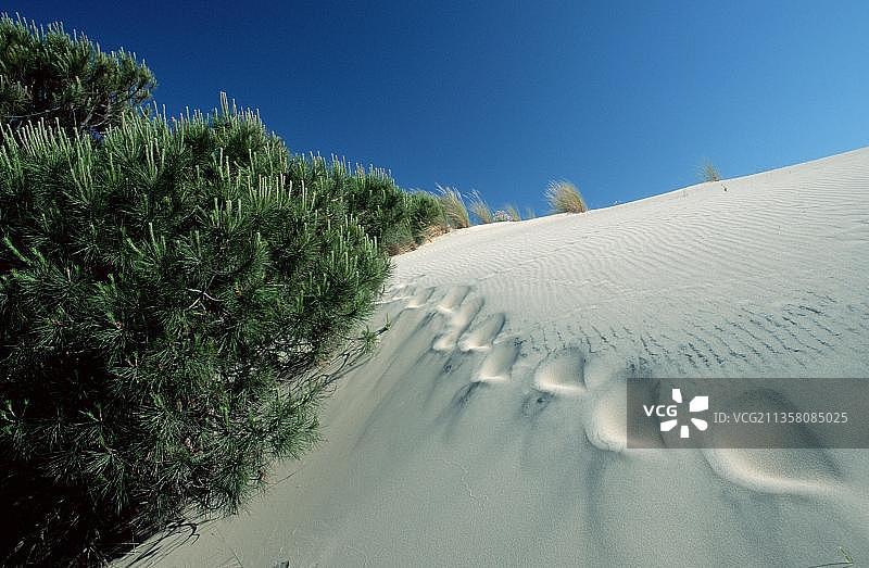 西班牙安达卢西亚科托多纳纳国家公园的流动沙丘图片素材
