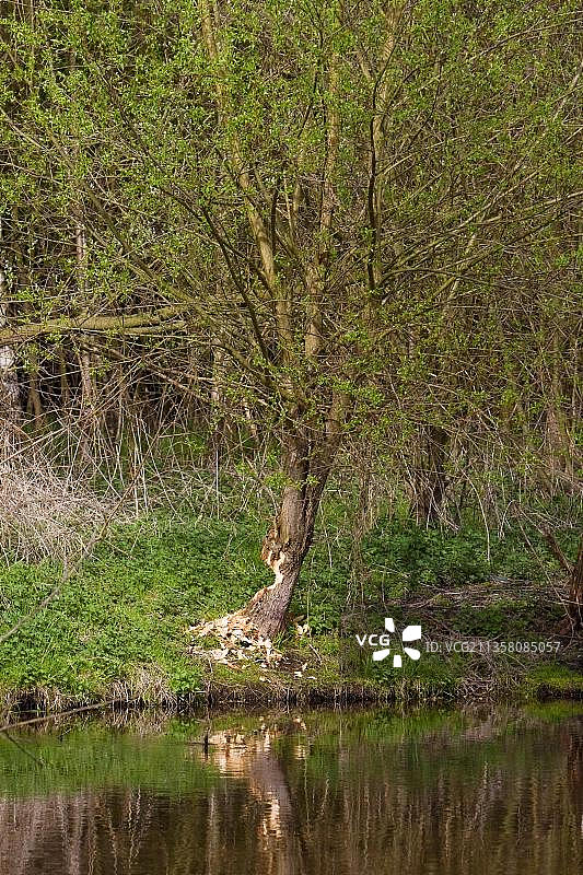 被欧洲海狸啃食的柳树，德国下莱茵地区图片素材