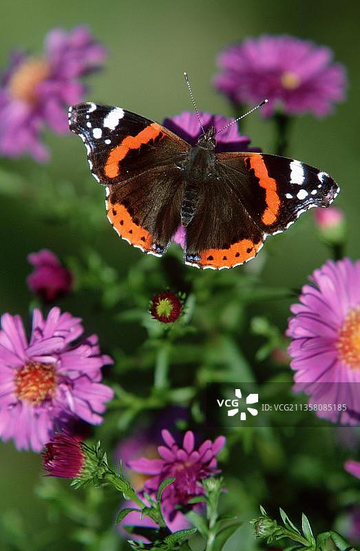 红蛱蝶，德国下萨克森州图片素材
