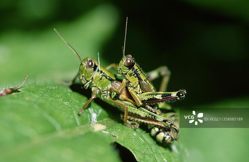 普通绿蚱蜢交配，德国巴伐利亚的牛至草地图片素材