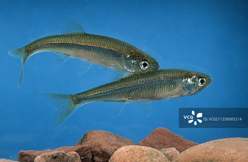 欧鮊，德国下萨克森州，欧洲图片素材