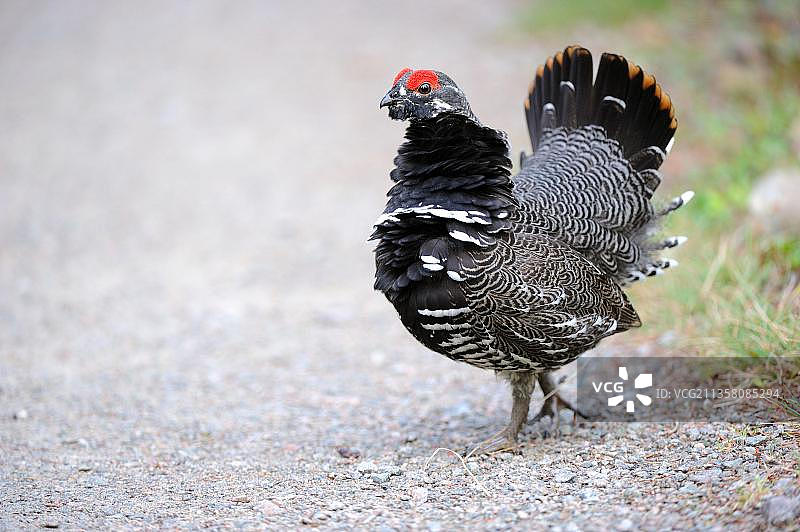 花尾榛鸡（雄性），加拿大新斯科舍省布雷顿角高地国家公园图片素材