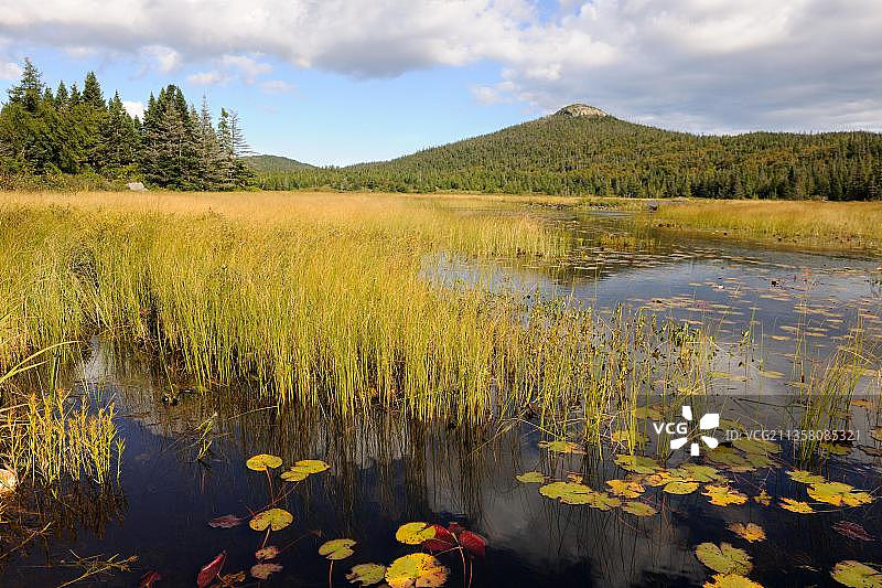 纽芬兰沼泽，位于加拿大图片素材