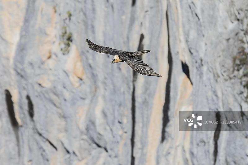 欧洲比利牛斯山脉的胡兀鹫图片素材