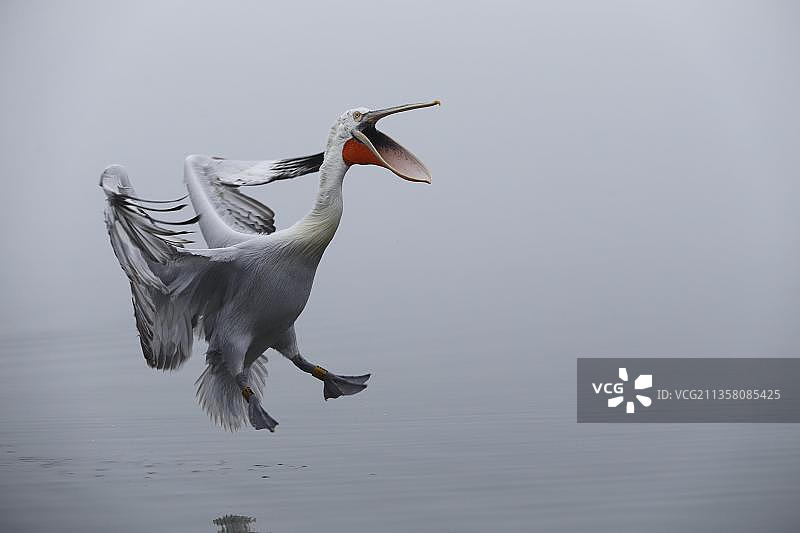 卷羽鹈鹕，位于希腊欧洲的Kerkini湖图片素材