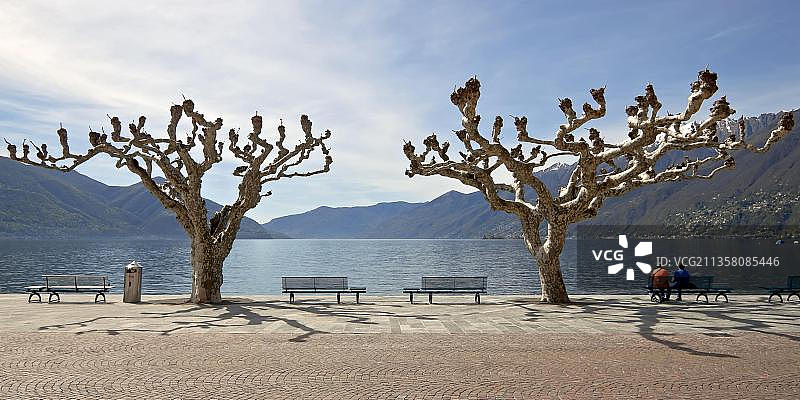 瑞士马焦雷湖畔的法国梧桐树图片素材