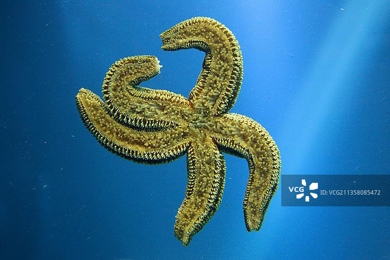 普通海星腹面图片素材