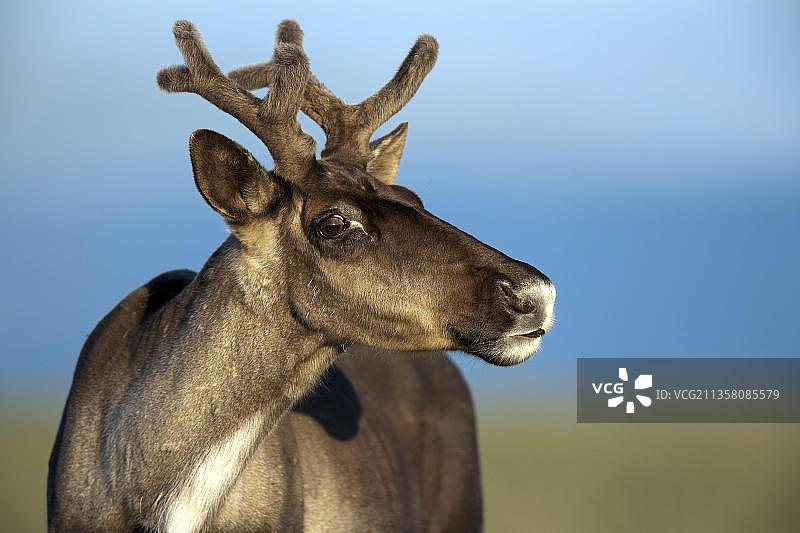 加拿大加斯佩西国家公园，雅克·卡地亚山上的雌性驯鹿图片素材