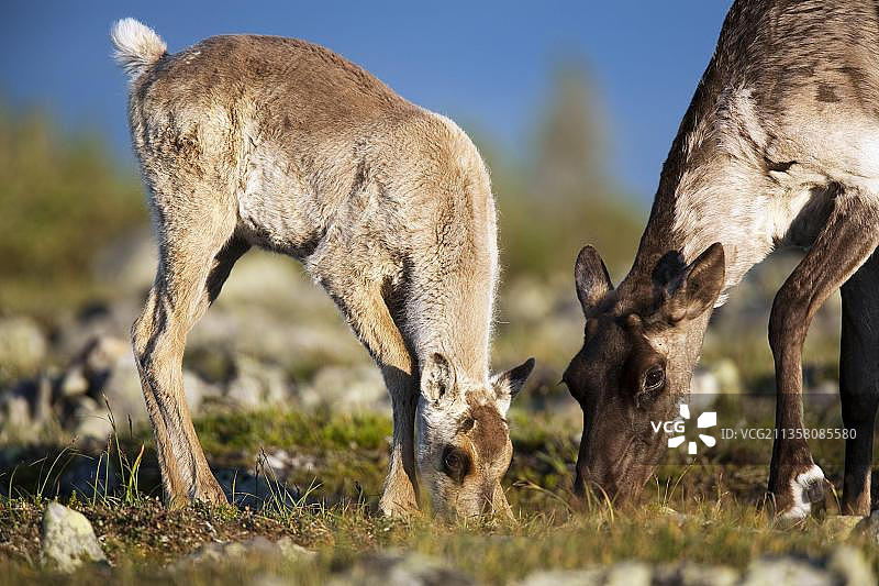 加拿大加斯佩国家公园的雌性北美驯鹿与幼崽图片素材