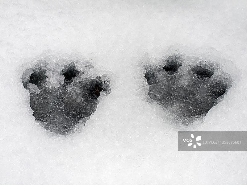 加拿大加斯佩西国家公园的山区野兔和足迹图片素材