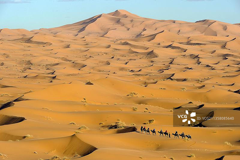 摩洛哥撒哈拉沙漠：骑骆驼的柏柏尔人图片素材