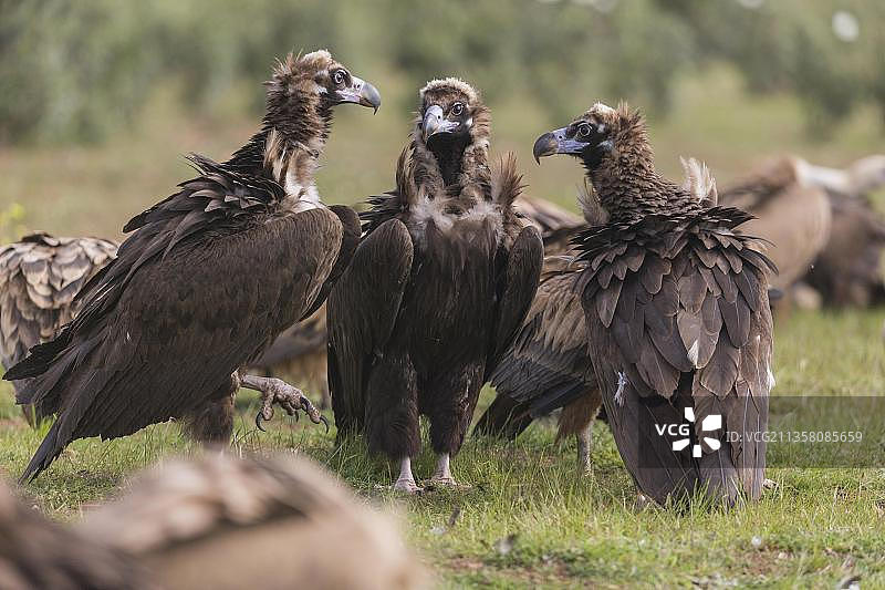 西班牙灰秃鹫图片素材