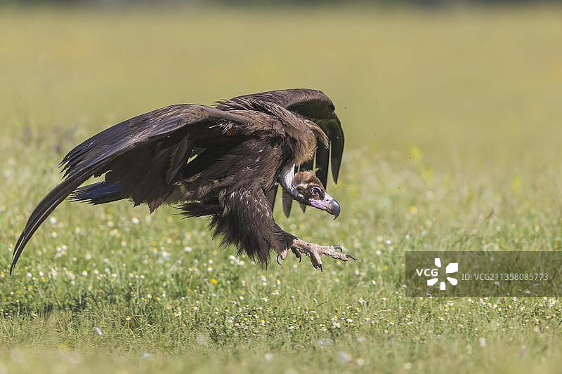 西班牙灰秃鹫图片素材