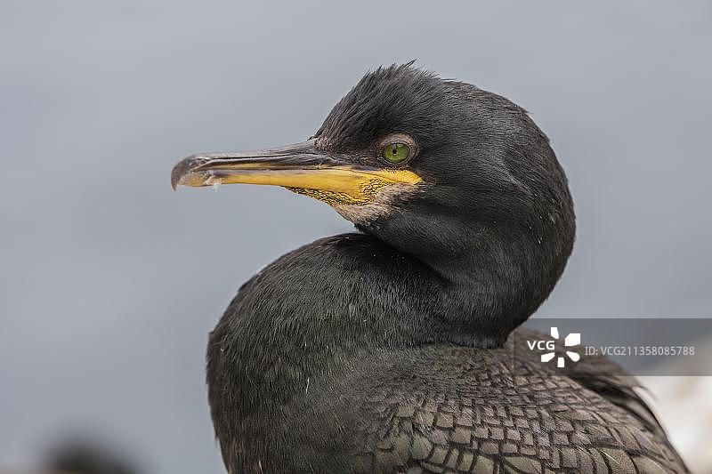 英国法恩群岛的冠鸬鹚图片素材