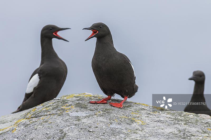 黑海鸠图片素材