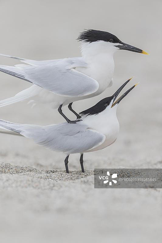 三明治燕鸥，美国佛罗里达州，北美洲图片素材