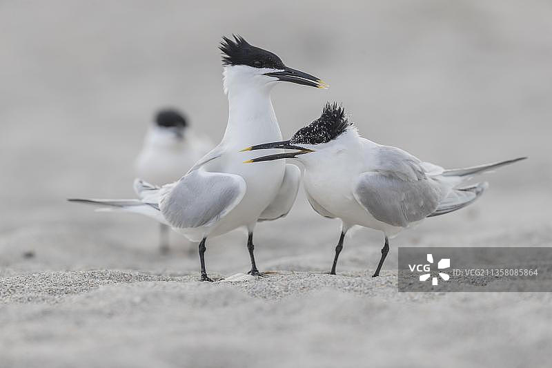 白嘴端燕鸥，美国佛罗里达州，北美洲图片素材