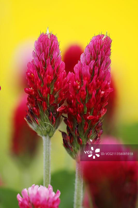 深红色三叶草图片素材