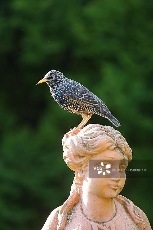 花园雕塑上的八哥（Sturnus vulgaris），德国，欧洲图片素材