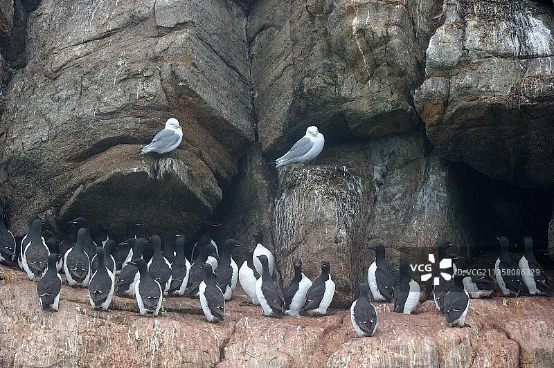 三趾鸥和厚嘴海鸦（汉茨奇岛，巴芬岛附近，努纳武特，加拿大）图片素材