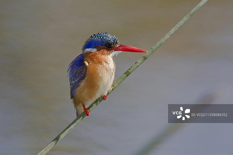 翠鸟，克鲁格国家公园，南非，非洲图片素材