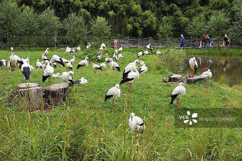 白鹳（Ciconia ciconia），莱内自然动物园，德国下萨克森州，欧洲图片素材