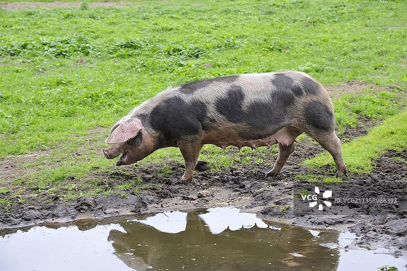 彩色本特海姆猪，诺德霍恩动物园，德国下萨克森州，欧洲图片素材