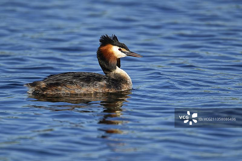 凤头鸊鷉，荷兰奈kerk图片素材