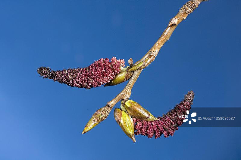 加拿大杨树和雄性猫柳图片素材