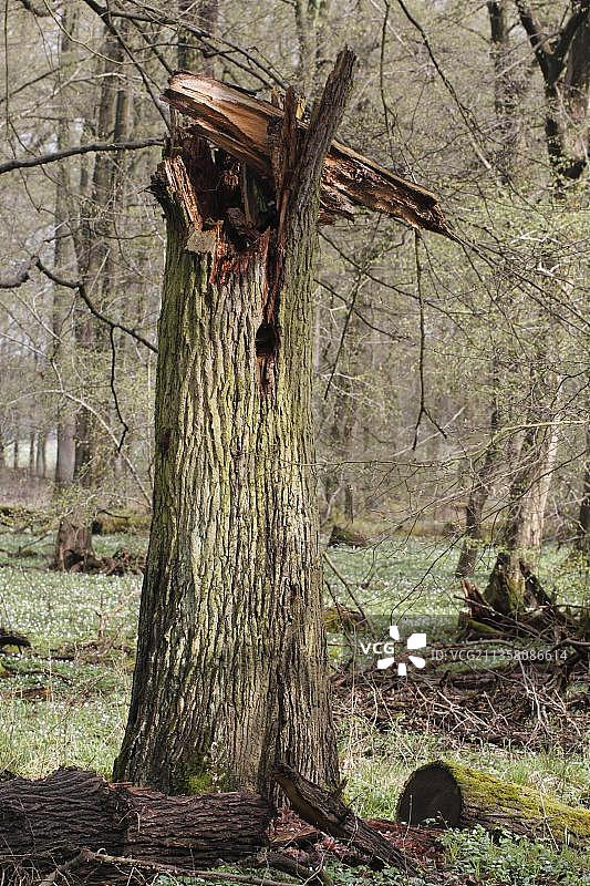 断裂的树木、银莲花，位于德国下萨克森州布伦瑞克奎鲁姆森林图片素材