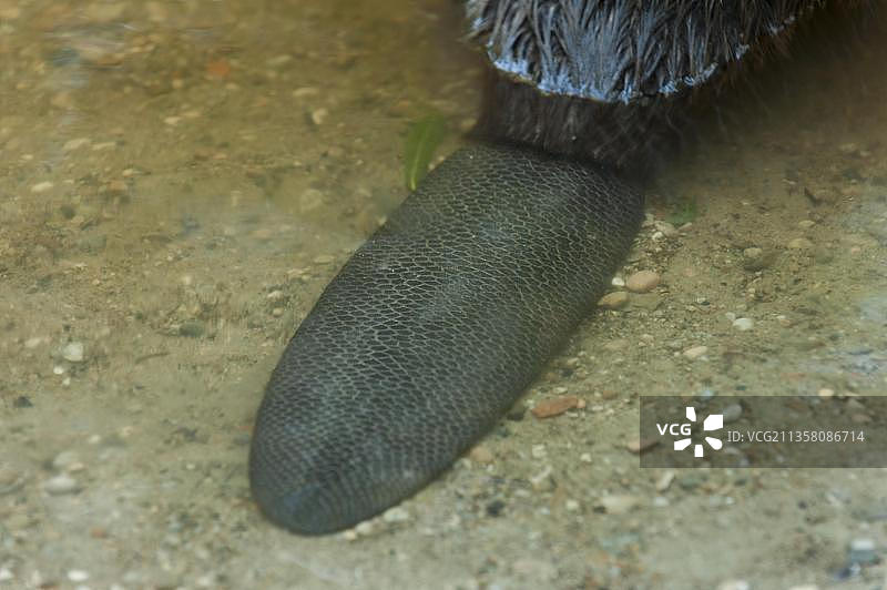 欧洲河狸尾巴，德国巴伐利亚州罗森海姆图片素材