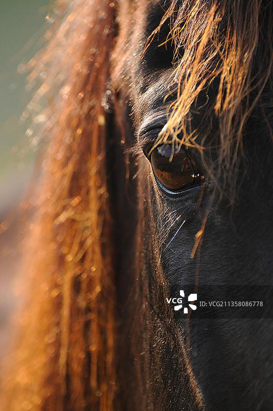 美国夸特马的眼睛图片素材