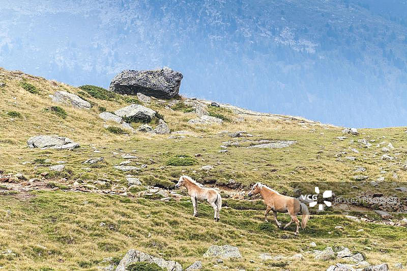 意大利中国台湾南蒂罗尔乌尔滕山谷的海福林格马图片素材