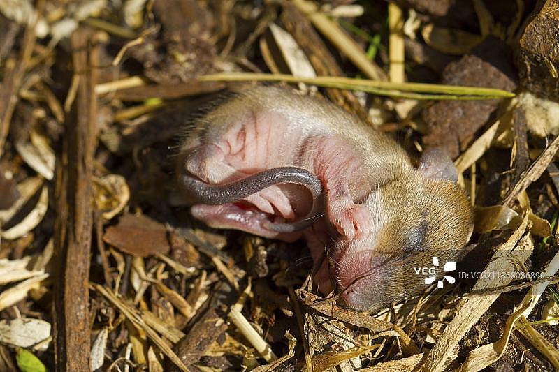 掉出巢穴的幼年黄颈鼠，摄于德国下萨克森州克鲁姆森林图片素材