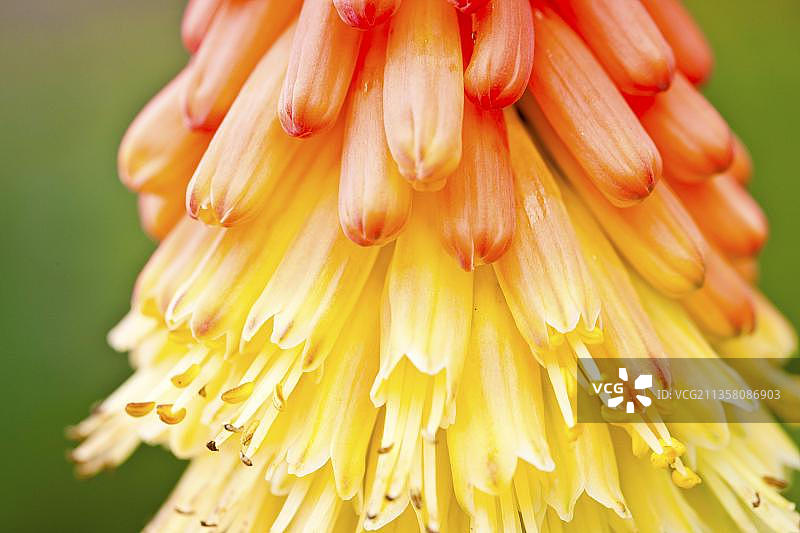 火炬百合图片素材