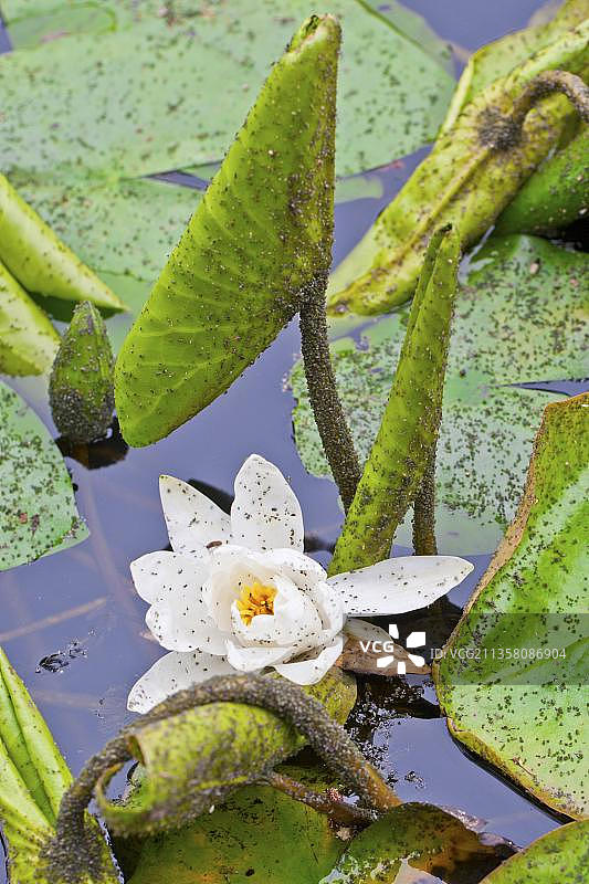 白睡莲（Nymphaea alba）与蚜虫，下萨克森州，德国，蚜虫，欧洲图片素材